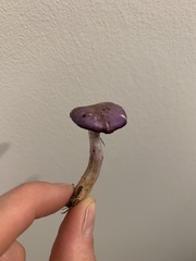 Cortinarius iodes