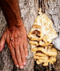 Climacodon septentrionalis