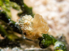 Bunodeopsis globulifera