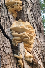 Climacodon septentrionalis