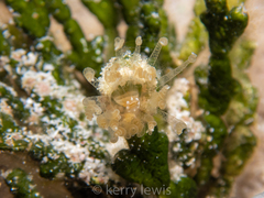 Bunodeopsis globulifera