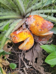 Hypomyces lactifluorum