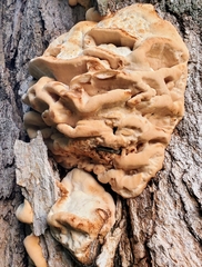 Climacodon septentrionalis