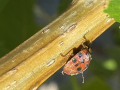 Hesperomyces harmoniae