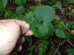 Asarum canadense