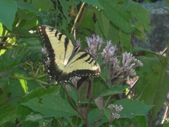 Papilio glaucus