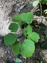 Hamamelis virginiana