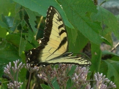 Papilio glaucus