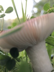 Russula