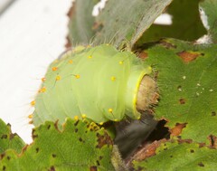 Antheraea polyphemus
