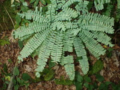 Adiantum pedatum