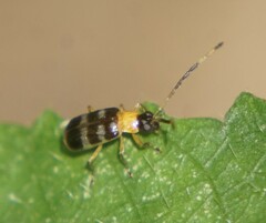 Galerucinae