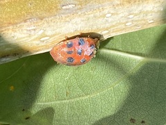 Hesperomyces harmoniae