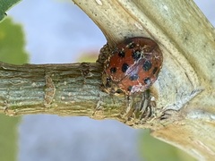Hesperomyces harmoniae