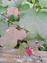 Rubus parviflorus