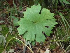 Sanguinaria canadensis