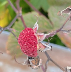 Rubus parviflorus