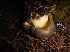 Caloboletus conifericola