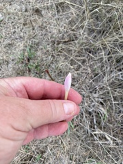 Zephyranthes drummondii