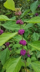 Callicarpa americana