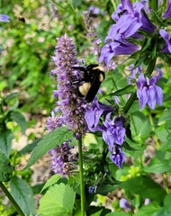 Bombus auricomus