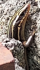 Plestiodon fasciatus