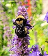 Bombus auricomus