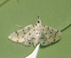 Pycnarmon