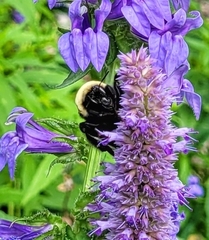 Bombus auricomus