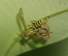 Mischocyttarus basimacula