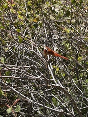 Libellula