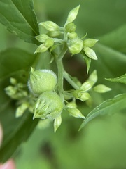 Schizomyia eupatoriflorae