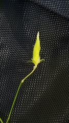 Oxalis stricta
