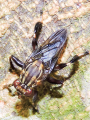 Ropalomeridae