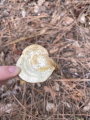 Ganoderma curtisii