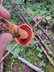 Boletus subvelutipes