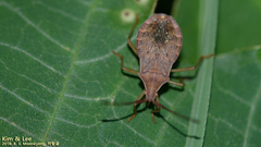 Homoeocerus dilatatus