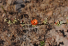 Sphaeralcea ambigua
