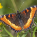 Milbert's Tortoiseshell - Photo (c) Denis Doucet, some rights reserved (CC BY-NC), uploaded by Denis Doucet