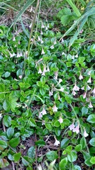 Linnaea borealis longiflora