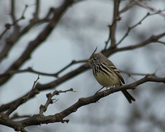 Anairetes flavirostris