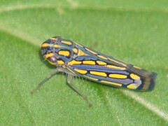 Apogonalia stalii