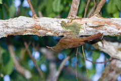 Lepidocolaptes duidae