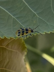 Diabrotica undecimpunctata