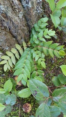 Berberis nervosa
