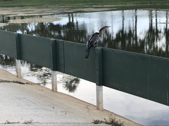 Anhinga anhinga