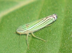 Sibovia