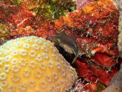 Canthigaster rostrata