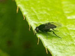 Phorinae