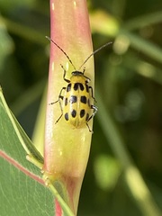 Diabrotica undecimpunctata